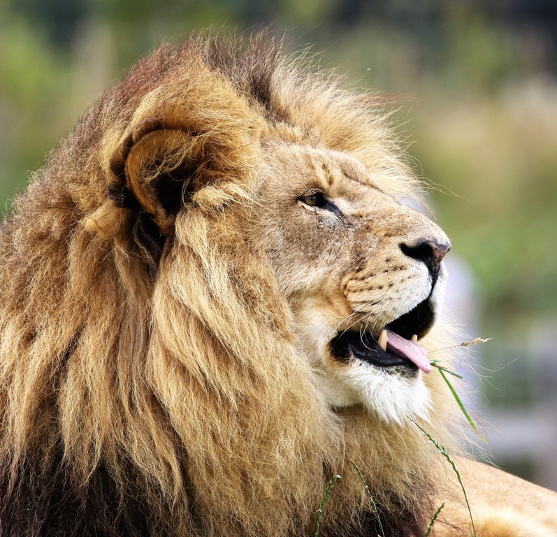 Lion Hunt