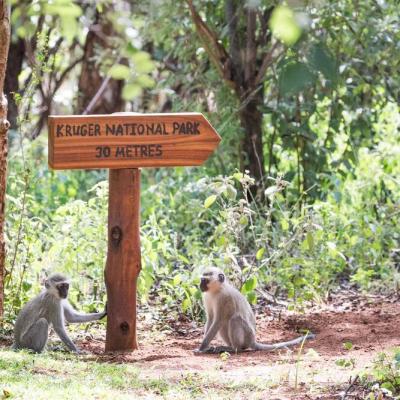 Kingly Monkeys