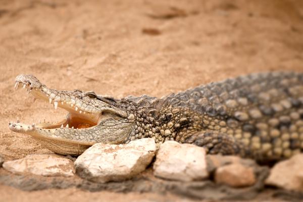 Crocodile Hunt Package 