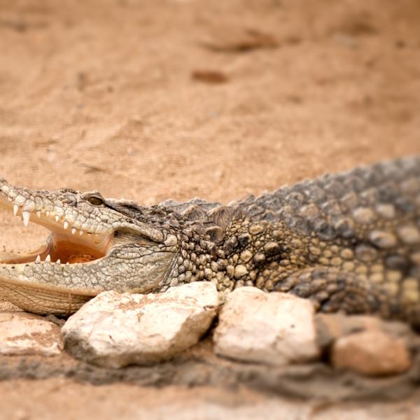 Crocodile Hunt Package 