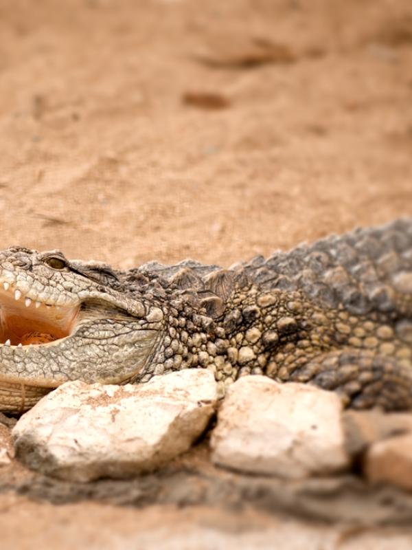 Crocodile Hunt Package 