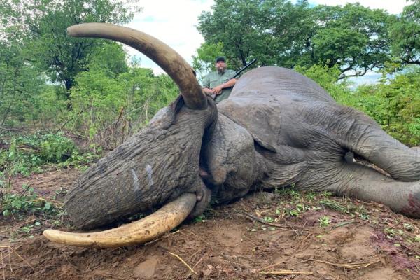 Elephant Hunt Package 
