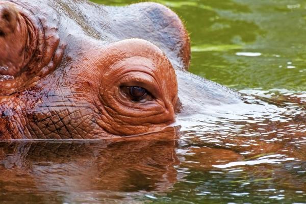 Hippopotamus Hunt Package 