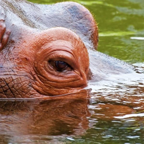 Hippopotamus Hunt Package 