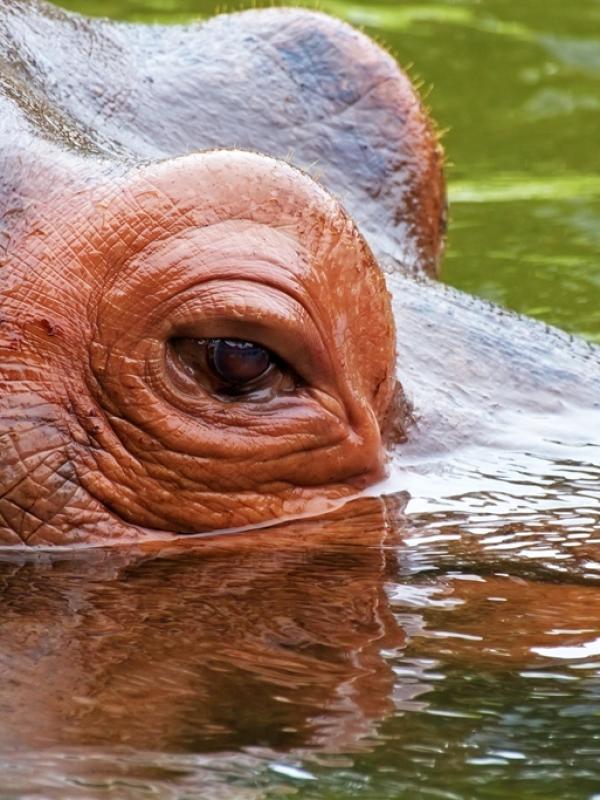 Hippopotamus Hunt Package 