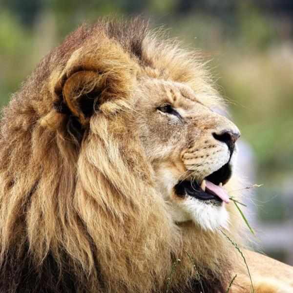Lion Hunt