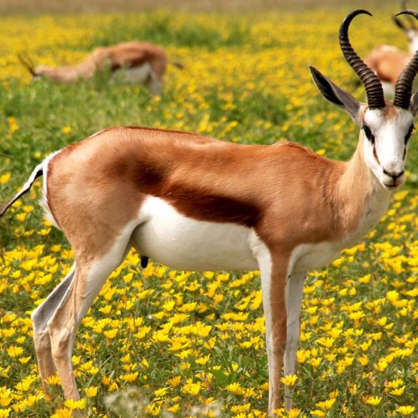 Springbuck Slam 